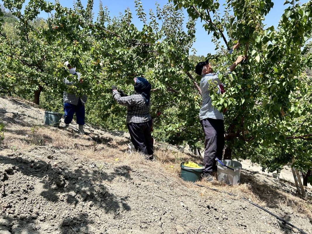 Yazın en güzel meyvesi: C vitamini deposu, metabolizmayı pervane gibi çalıştırıyor! Tarlada kilosu 25 TL 2